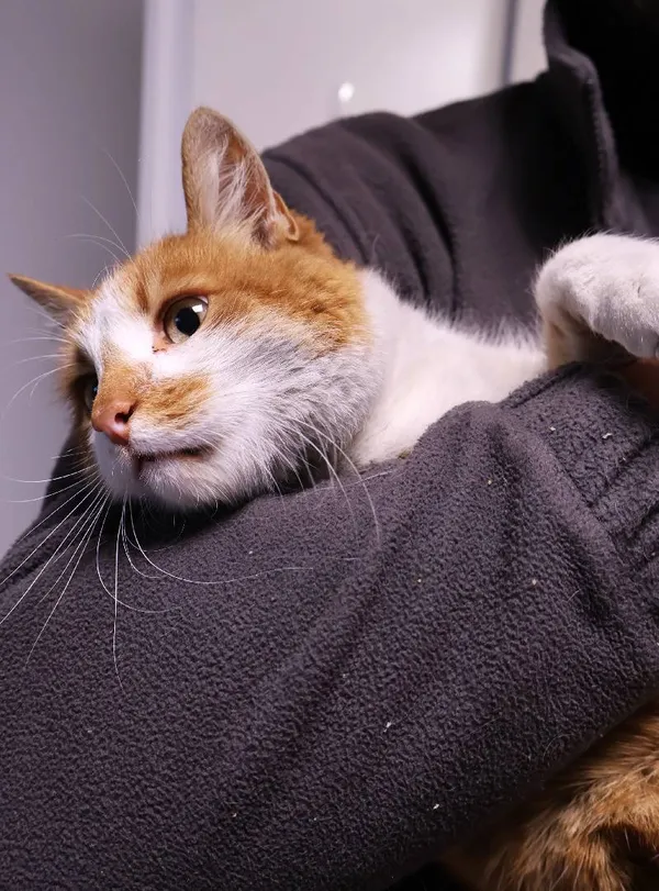 Znaleziono kota, Łódź, 30 września 2025 (1/5)