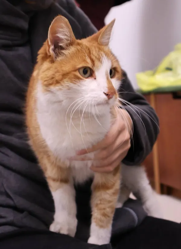 Znaleziono kota, Łódź, 30 września 2025 (2/5)