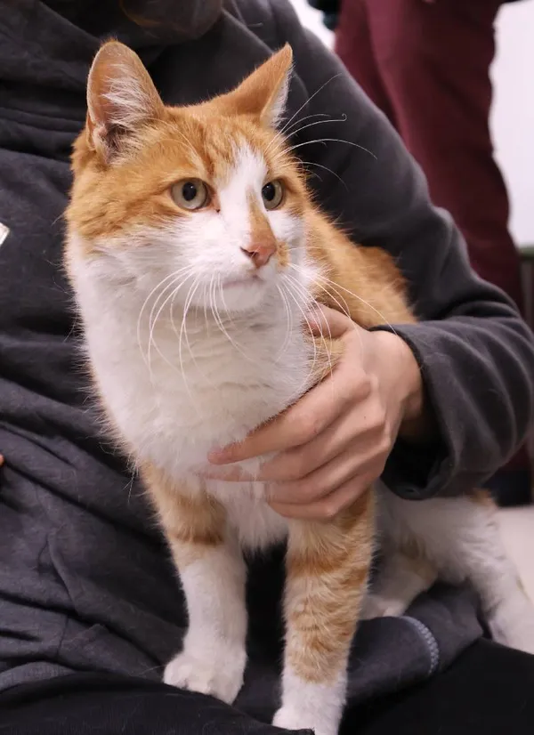 Znaleziono kota, Łódź, 30 września 2025 (3/5)