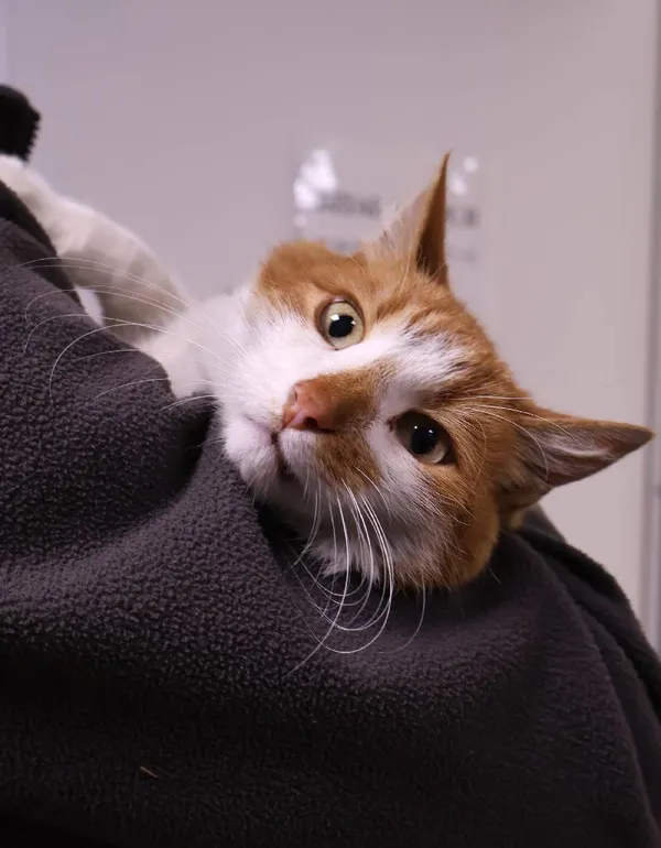 Znaleziono kota, Łódź, 30 września 2025 (4/5)