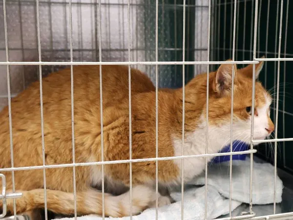 Znaleziono kota, Łódź, 30 września 2025 (5/5)