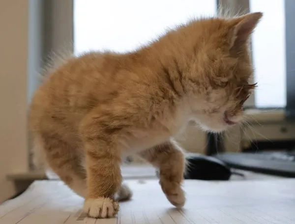 Znaleziono kota, Łódź, 29 września 2025 (1/2)