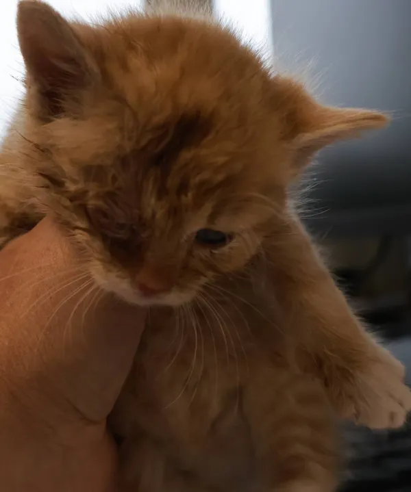 Znaleziono kota, Łódź, 29 września 2025 (2/2)