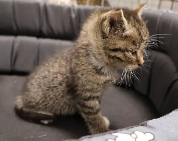 Znaleziono kota, Łódź, 29 września 2025 (1/2)