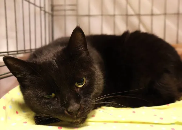 Znaleziono kota, Łódź, 29 września 2025 (1/3)