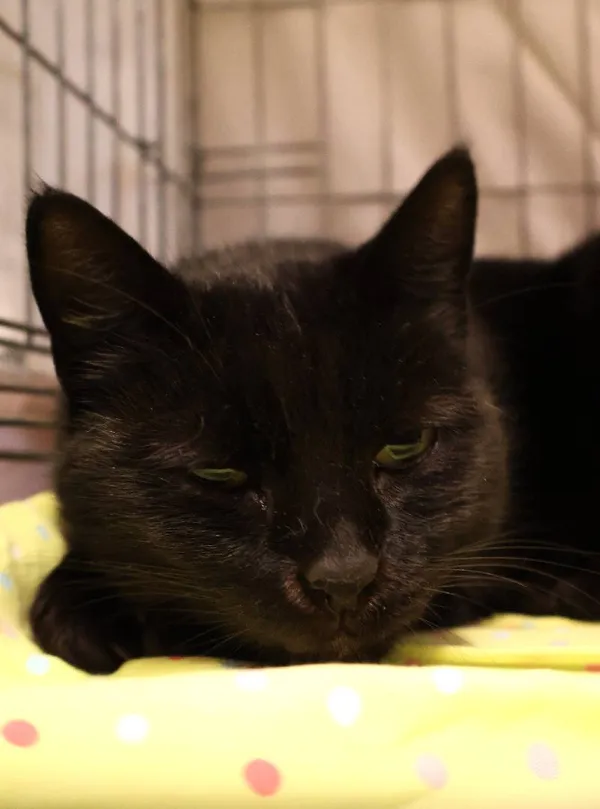 Znaleziono kota, Łódź, 29 września 2025 (2/3)