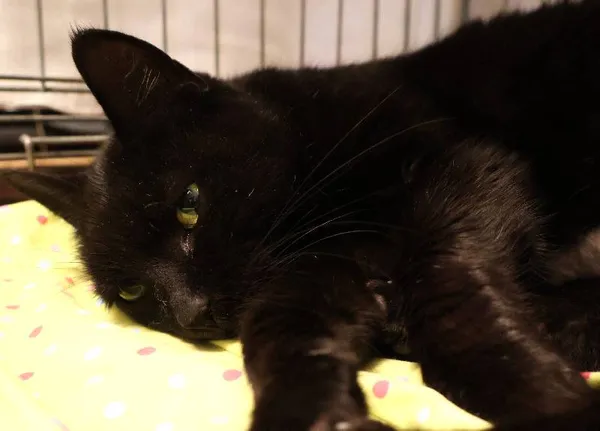 Znaleziono kota, Łódź, 29 września 2025 (3/3)