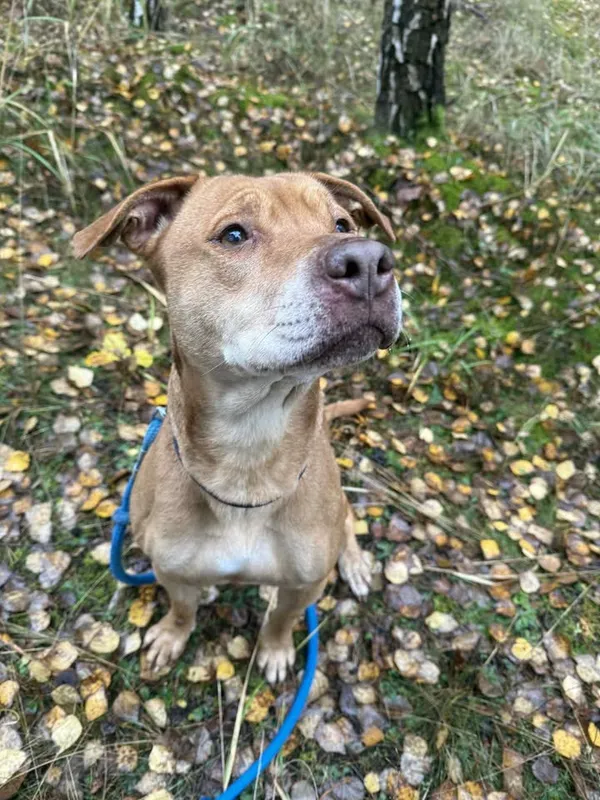 Pies do adopcji, Włocławek, 1 października 2025 (1/5)