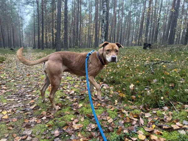 Pies do adopcji, Włocławek, 1 października 2025 (2/5)