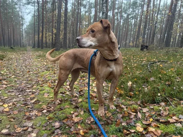 Pies do adopcji, Włocławek, 1 października 2025 (3/5)