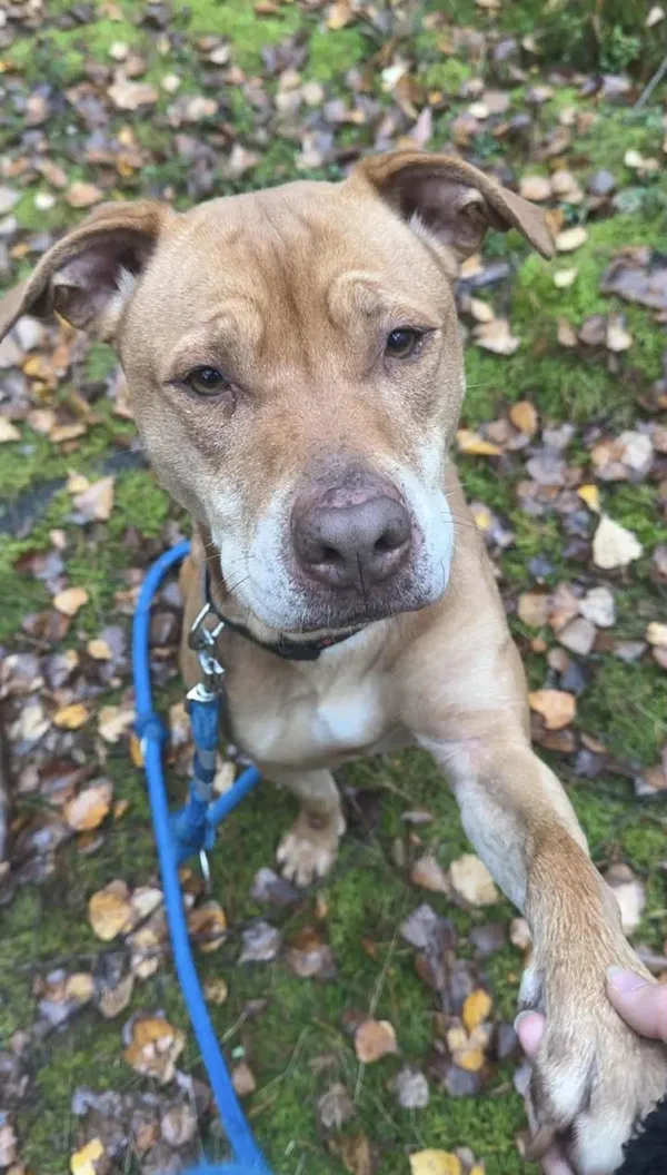 Pies do adopcji, Włocławek, 1 października 2025 (4/5)