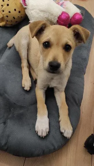 Pies do adopcji, Radom, 2 października 2025 (1/5)