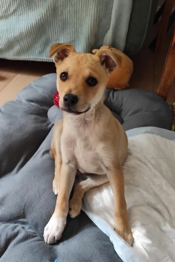 Pies do adopcji, Radom, 2 października 2025 (2/5)