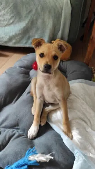 Pies do adopcji, Radom, 2 października 2025 (3/5)