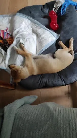 Pies do adopcji, Radom, 2 października 2025 (4/5)