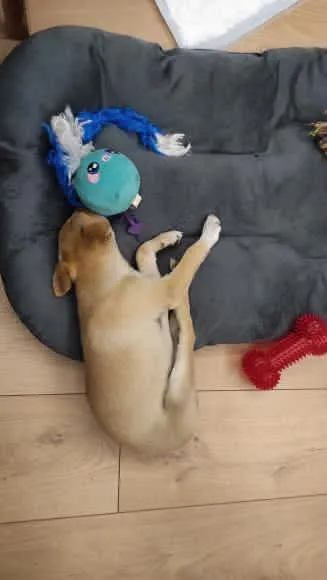 Pies do adopcji, Radom, 2 października 2025 (5/5)