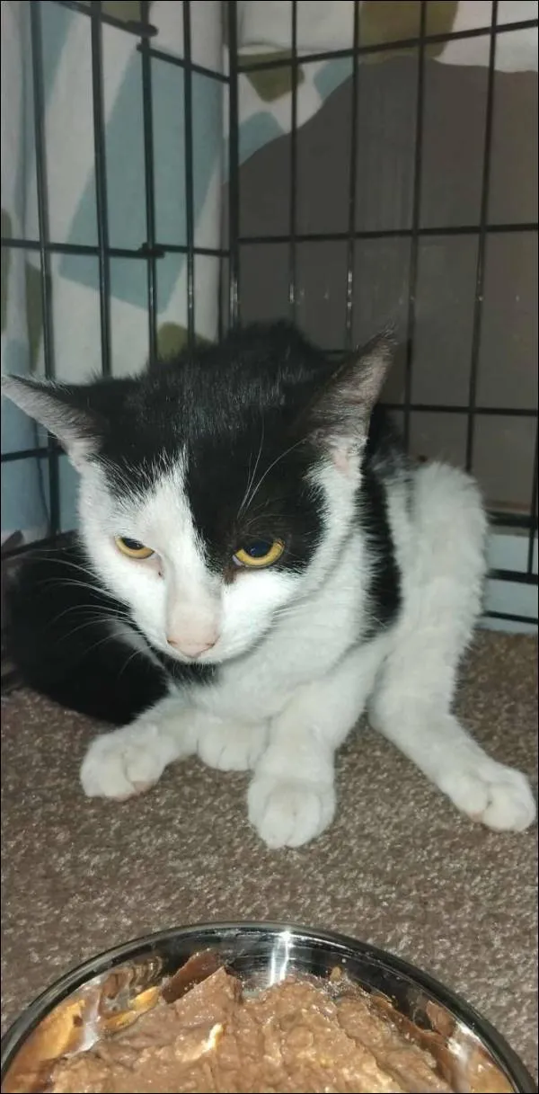 Znaleziono kota, Grudziądz, 1 października 2025