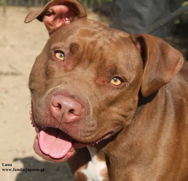 Pies do adopcji, Nowy Dwór Mazowiecki, 2 października 2025 (1/5)