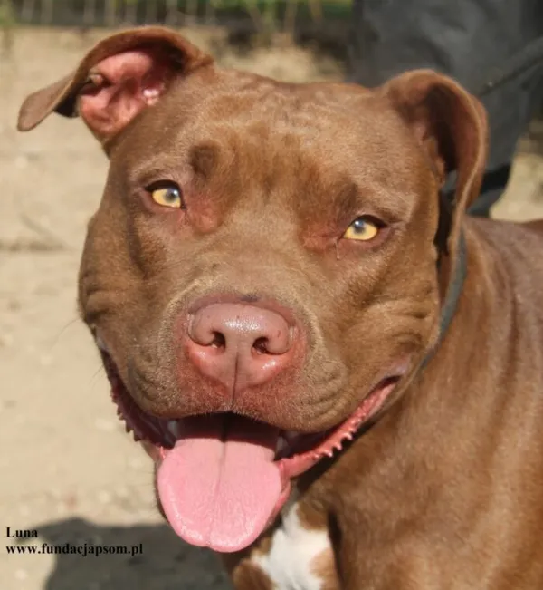 Pies do adopcji, Nowy Dwór Mazowiecki, 2 października 2025 (2/5)