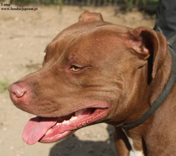 Pies do adopcji, Nowy Dwór Mazowiecki, 2 października 2025 (3/5)