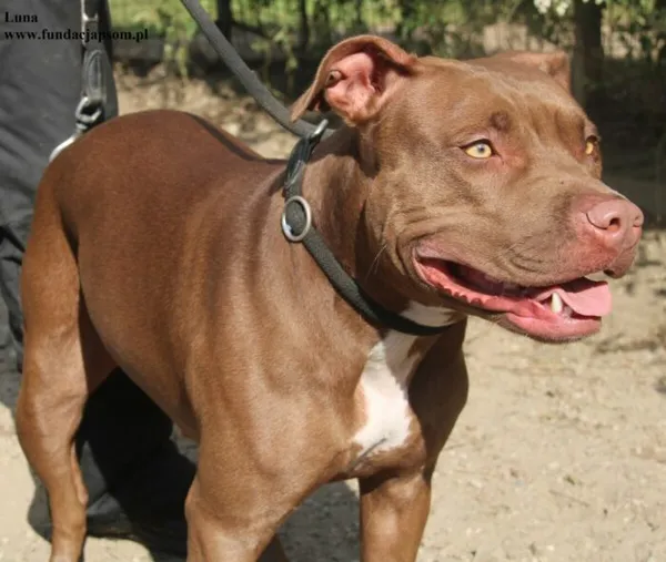 Pies do adopcji, Nowy Dwór Mazowiecki, 2 października 2025 (4/5)