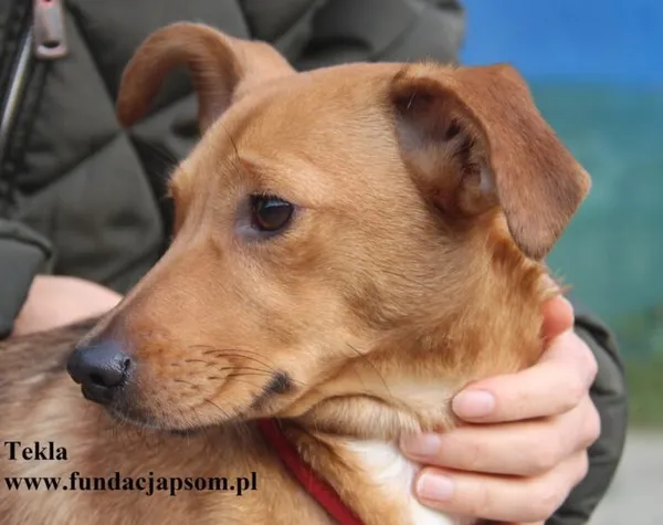 Pies do adopcji, Nowy Dwór Mazowiecki, 10 listopada 2025 (1/5)