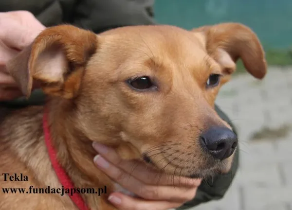 Pies do adopcji, Nowy Dwór Mazowiecki, 10 listopada 2025 (2/5)