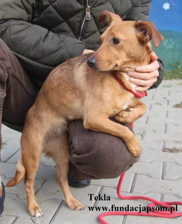 Pies do adopcji, Nowy Dwór Mazowiecki, 10 listopada 2025 (3/5)