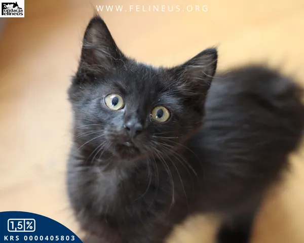 Kot do adopcji, Chmielnik, 2 października 2025 (2/5)