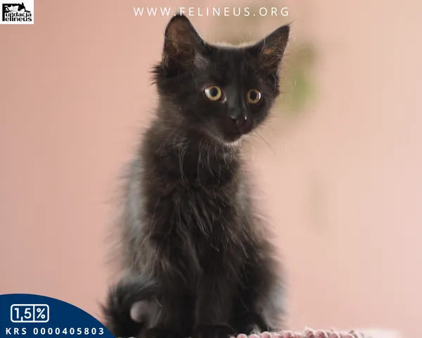 Kot do adopcji, Chmielnik, 2 października 2025 (3/5)