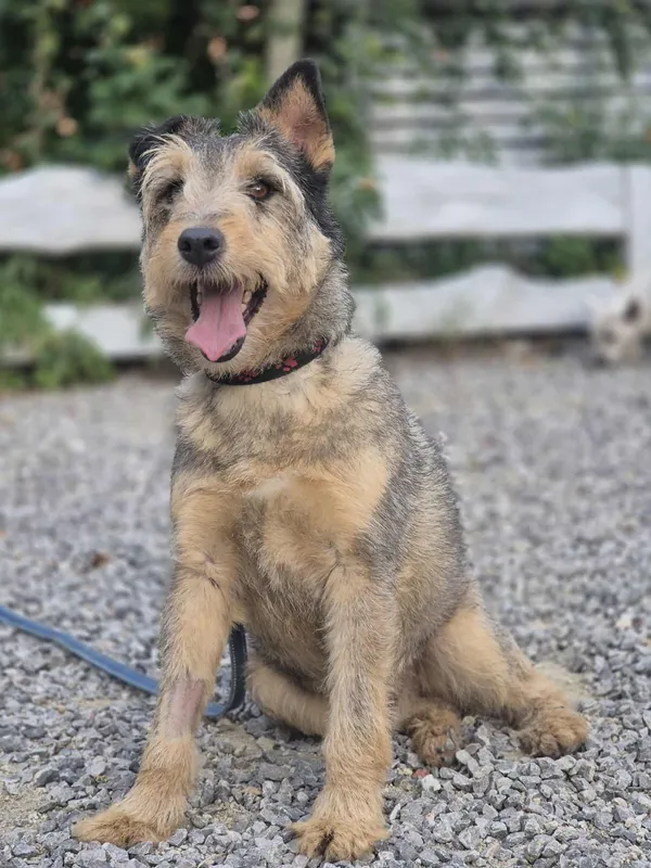 Oddam psa, Warszawa, Powiśle, 2 października 2025 (4/5)