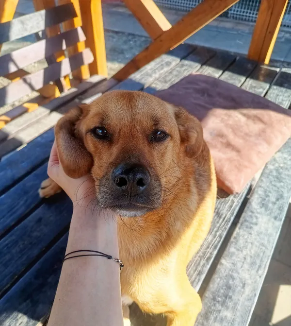 Oddam psa, Warszawa, Służew, 2 października 2025 (1/5)