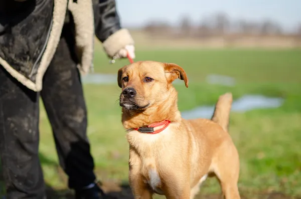 Oddam psa, Warszawa, Służew, 2 października 2025 (5/5)