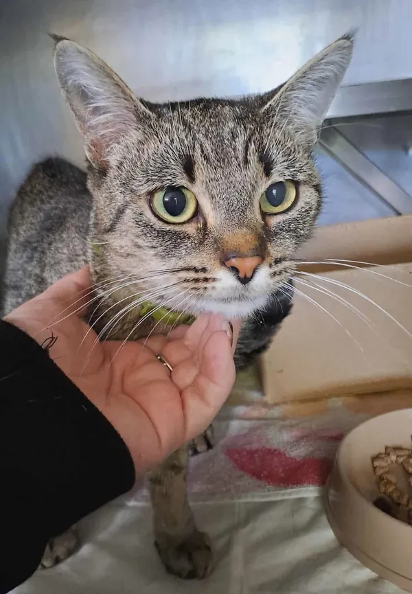 Znaleziono kota, Olsztyn, 29 września 2025 (1/2)