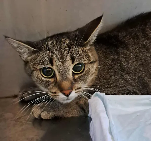 Znaleziono kota, Olsztyn, 29 września 2025 (2/2)