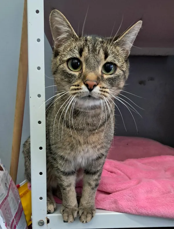 Znaleziono kota, Olsztyn, 29 września 2025 (1/4)