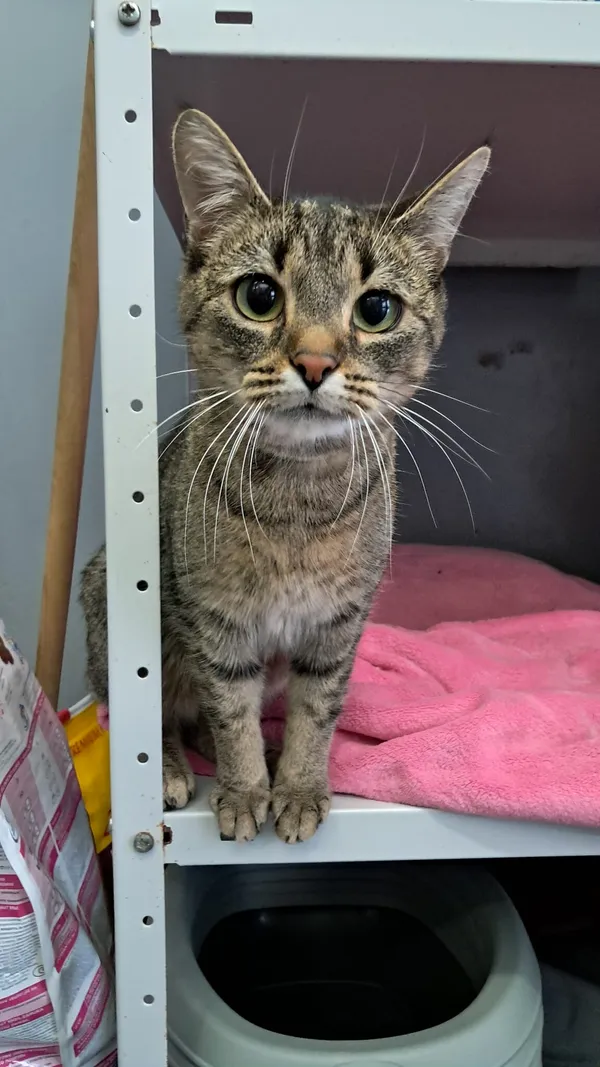 Znaleziono kota, Olsztyn, 29 września 2025 (2/4)