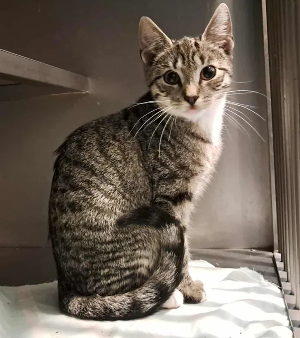 Znaleziono kota, Olsztyn, 29 września 2025