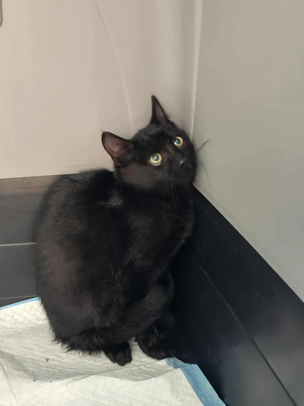 Znaleziono kota, Czartki, 2 października 2025