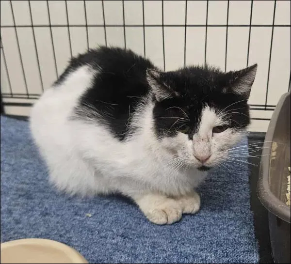 Znaleziono kota, Grudziądz, 2 października 2025