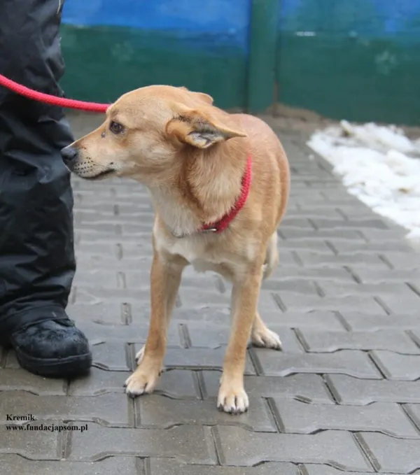 Pies do adopcji, Nowy Dwór Mazowiecki, 26 listopada 2025 (3/5)