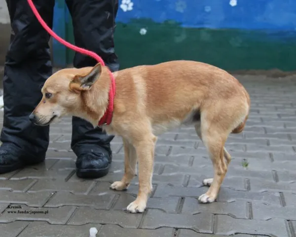 Pies do adopcji, Nowy Dwór Mazowiecki, 26 listopada 2025 (5/5)