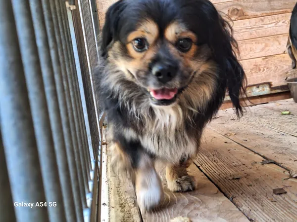 Pies do adopcji, Orzechowce, 2 października 2025 (2/4)