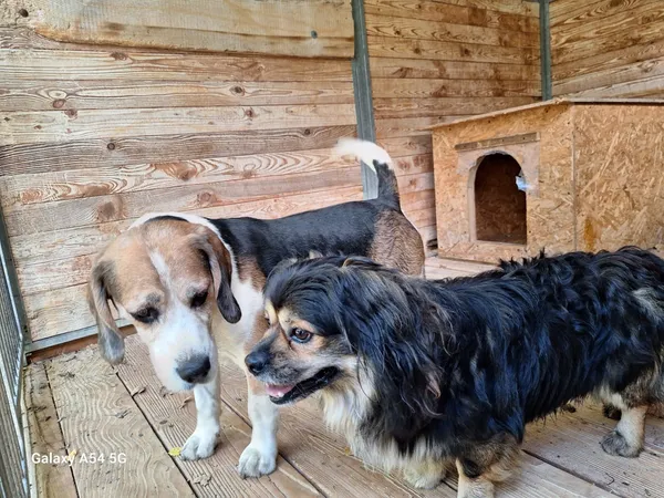 Pies do adopcji, Orzechowce, 2 października 2025 (4/4)