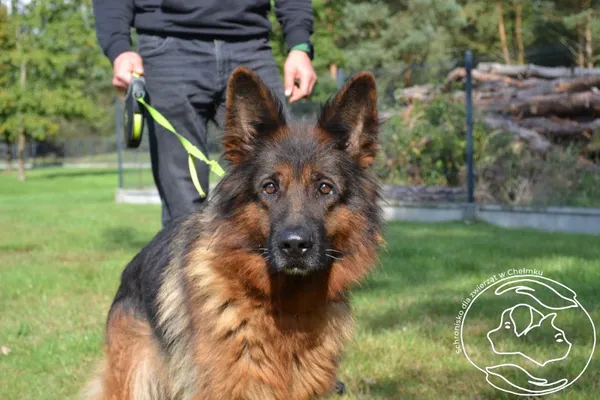 Pies do adopcji, Chełmek, 9 września 2025