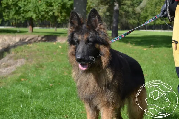 Pies do adopcji, Chełmek, 9 września 2025