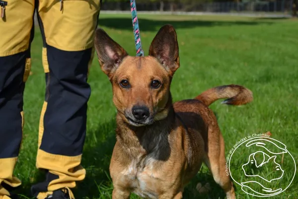 Pies do adopcji, Chełmek, 9 września 2025