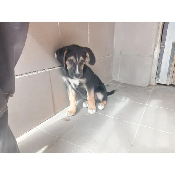 Znaleziono psa, Białystok, 15 września 2025