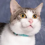 Kot do adopcji