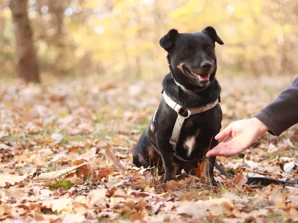 Pies do adopcji, Milanówek, 17 kwietnia 2025 (2/5)